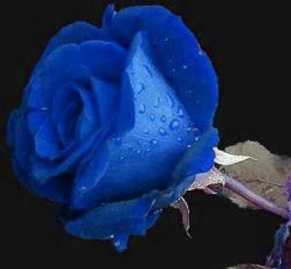 Rose Bleu
